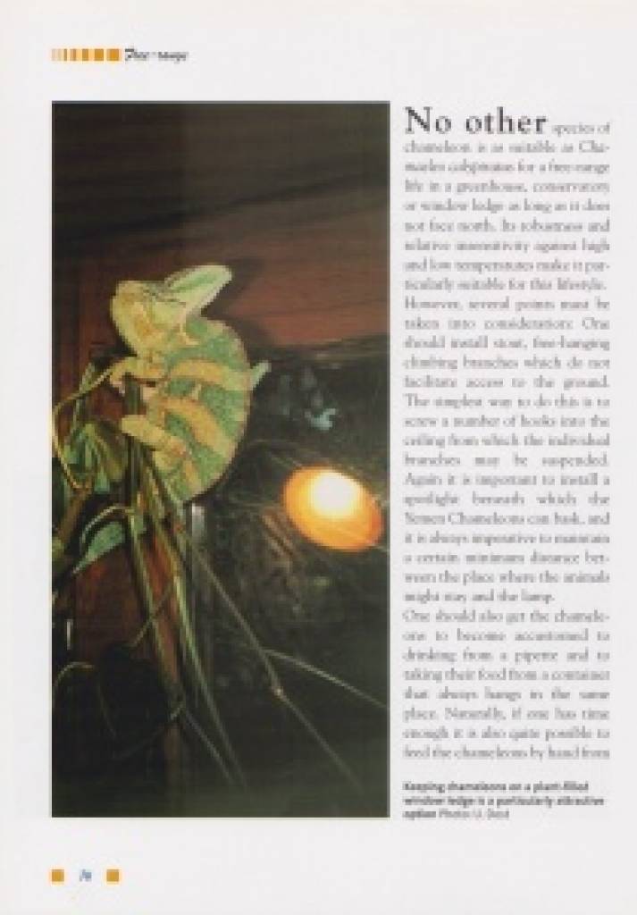 Chamaeleo calyptratus: The Yemen Chameleon